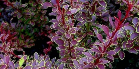 Žutika thunberg zlatni prsten