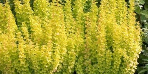 Žutika thunberg zlatna rukola (berberis thunbergii zlatna rukola)