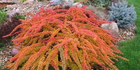Barberry thunberga zeleni tepih (zeleni tepih)