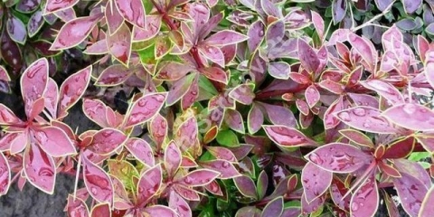 Žutika thunberga coronita