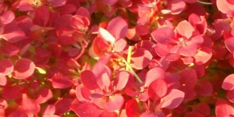 Žutika thunberg lutin rouge (berberis thunbergii lutin rouge)