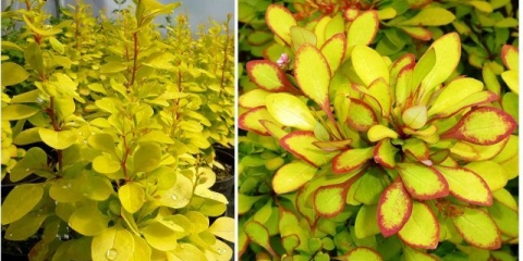 Marija thunberg žutika (berberis thunbergii maria)