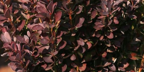 Žutika thunberg crvena rukola (berberis thunbergii crvena raketa)