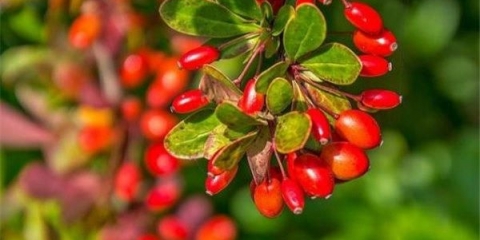 Žutika thunberga ruža sjaj