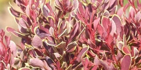 Žutika thunberg rubin zvijezda (berberis thunbergii ruby ​​star) i zlatni rubin (zlatni rubin)