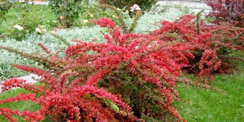 Žutika u pejzažnom dizajnu: prekrasne fotografije i savjeti