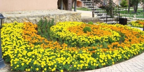 Neven su uspravni: sorte sa fotografijama