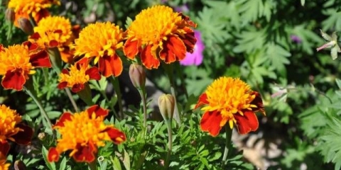 Neven: sorte sa fotografijama i imenima