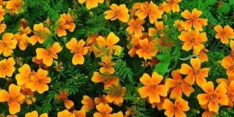 Neven tankolisni: raste iz sjemena, kada saditi