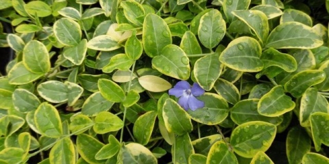 Periwinkle plava i zlatna (plava i zlatna): fotografija, uzgoj iz sjemena, sadnja i njega