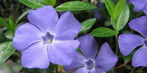 Periwinkle: fotografija i opis cvijeća, sorti i vrsta koje rastu iz sjemena