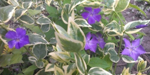 Raznobojni periwink: sadnja i njega, fotografije u pejzažnom dizajnu