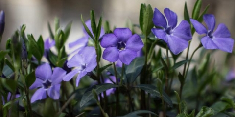 Periwinkle u pejzažnom dizajnu: ideje, fotografije cvijeća u cvjetnom krevetu