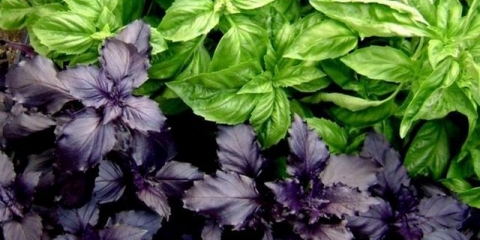 Bosiljak - šta je korisno, svojstva i upotreba