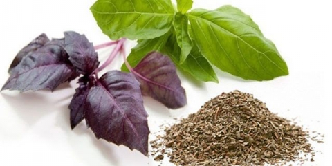 Bosiljak: sadnja i njega na otvorenom polju