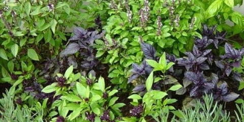 Sorte bosiljka - zelene, ljubičaste i crvene