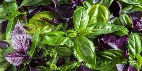 Bosiljak - uzgaja se iz sjemena na otvorenom polju