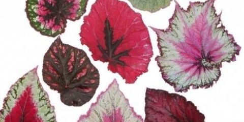 Begonia grandiflora: sadnja i njega