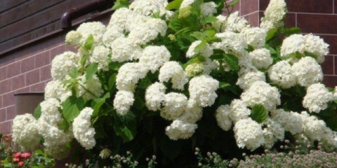 Bijela hortenzija: fotografija, sadnja i njega, sorte sa fotografijama i imenima