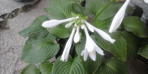 Bijela hosta