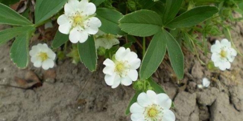 Bijela peterica za liječenje štitne žlijezde: recenzije, recepti, kako uzimati s čvorovima, s hipotireozom