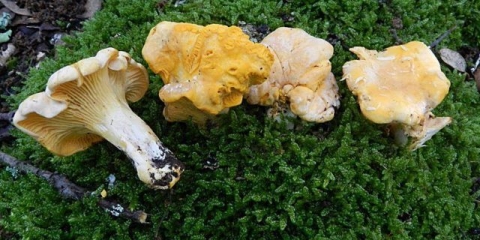 Bijela lisica: opis i fotografija