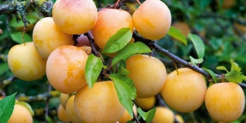 Bijela, medena i druge sorte žute šljive