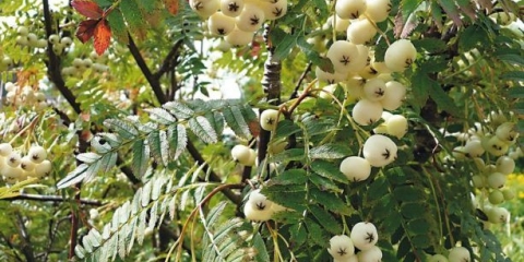 Bijeli rowan: fotografija, sorte s opisom