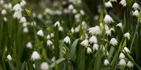Ljetni belotsvetnik: opis, fotografija