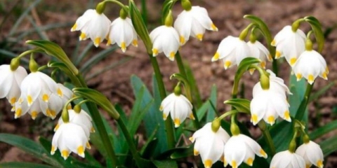 Proljetni belotsvetnik: fotografija i opis