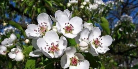 Bjeloruska kasna kruška: opis sa fotografijom