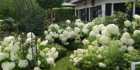 Bijele trajnice: fotografija