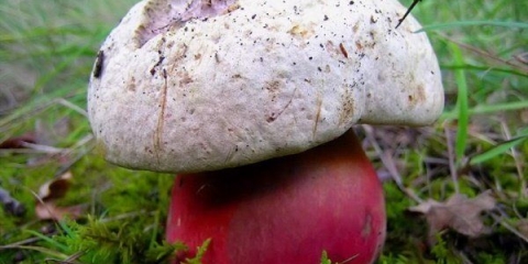 Bijela gljiva, slična bijeloj, na rezu postaje plava: uzroci, jestivost