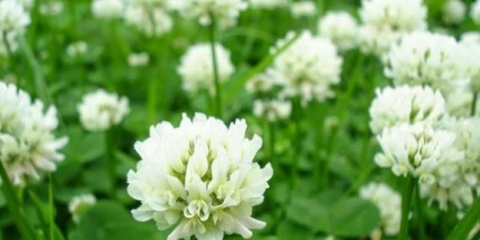 Bijela djetelina: opis, sadnja i njega