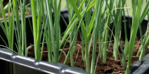 Bijeli luk setovi zvijezda: opis sorte, fotografije, recenzije