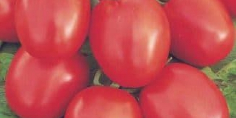 Benito paradajz: opis biljke i pravila sadnje