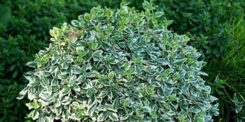 Euonymus: fotografija i opis grmlja