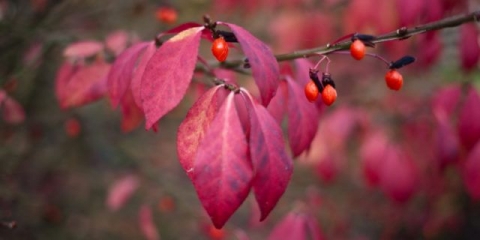 Krilati euonymus: compactus, chicago fire, fireball
