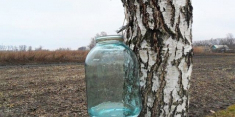 Brezov sok: čuvanje soka kod kuće za zimu