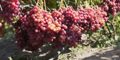 Sorta grožđa bez sjemena ili kišmiš veles - karakteristike i uzgoj