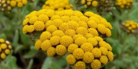 Pješčano smilje: fotografija i opis cvijeća, recepti, primjena, recenzije