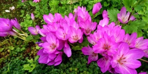 Colchicum jesen: ljekovita svojstva i kontraindikacije