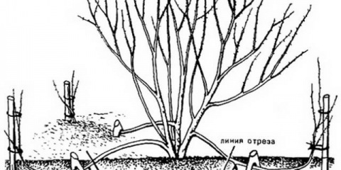 Biryuchina: fotografija i opis