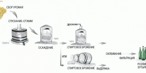 Poslovanje grožđa - uzgoj tehničkog grožđa, vinogradarstvo