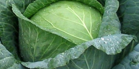 Povoljni dani za sadnju kupusa u maju