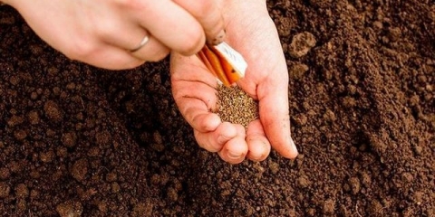 Povoljni dani za sadnju šargarepe