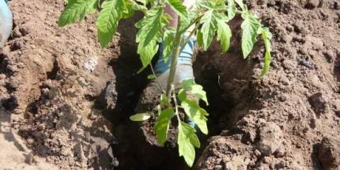 Povoljni dani za sadnju paradajza u maju