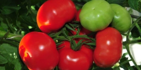 Paradajz blagovest: opis sorte, karakteristike i način uzgoja