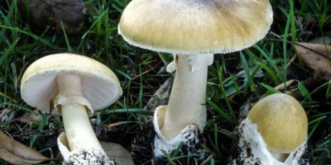 Blijedi gnjurac (zelena muharica): fotografija i opis, simptomi trovanja i prva pomoć