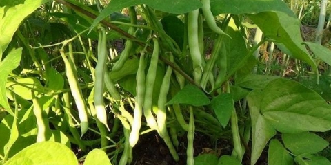 Pasulj: sadnja i njega na otvorenom polju